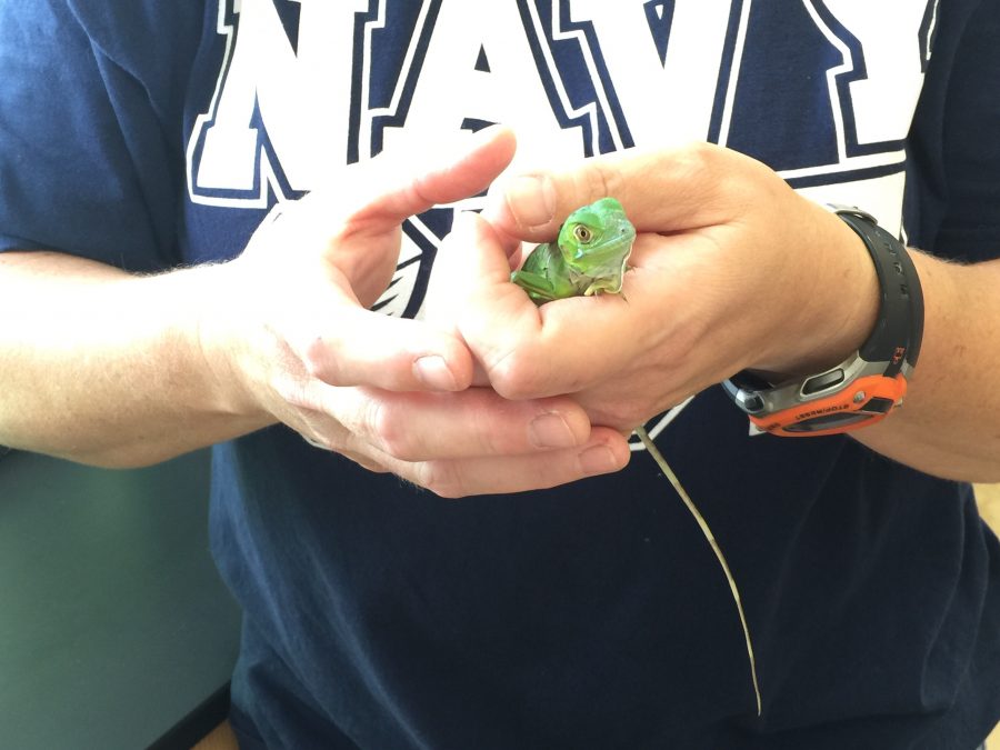 One of the classroom pets named Bob