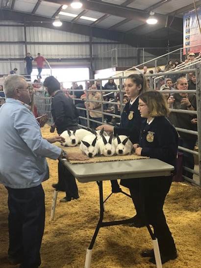 FFA Achieving Greatness at Katy ISD Livestock Show